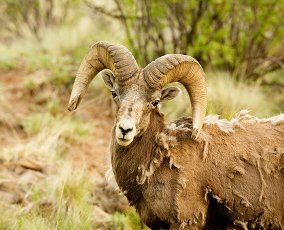 Rocky Mountain Bighorn Ovis canadensis Bighorn Sheep