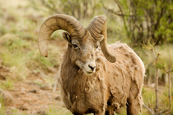 Rocky Mountain Bighorn Ovis canadensis Bighorn Sheep