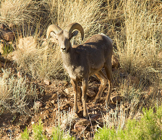 Rocky Mountain Bighorn Ovis canadensis Bighorn Sheep