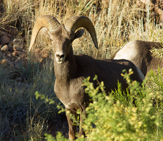 Rocky Mountain Bighorn Ovis canadensis Bighorn Sheep