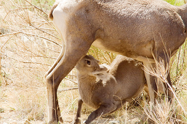 Rocky Mountain Bighorn Ovis canadensis Bighorn Sheep
