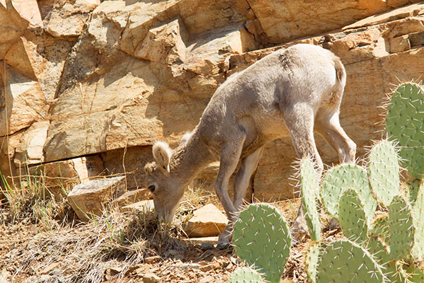Rocky Mountain Bighorn Ovis canadensis Bighorn Sheep
