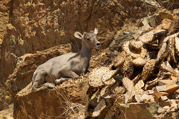 Rocky Mountain Bighorn Ovis canadensis Bighorn Sheep