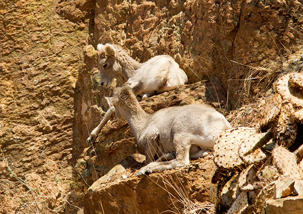 Rocky Mountain Bighorn Ovis canadensis Bighorn Sheep