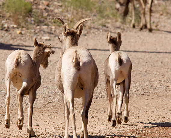 Rocky Mountain Bighorn Ovis canadensis Bighorn Sheep