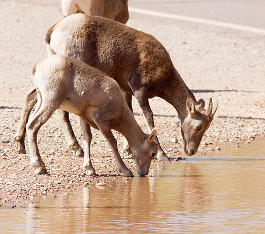 Rocky Mountain Bighorn Ovis canadensis Bighorn Sheep