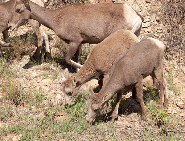 Rocky Mountain Bighorn Ovis canadensis Bighorn Sheep