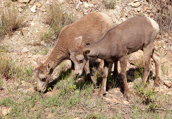 Rocky Mountain Bighorn Ovis canadensis Bighorn Sheep