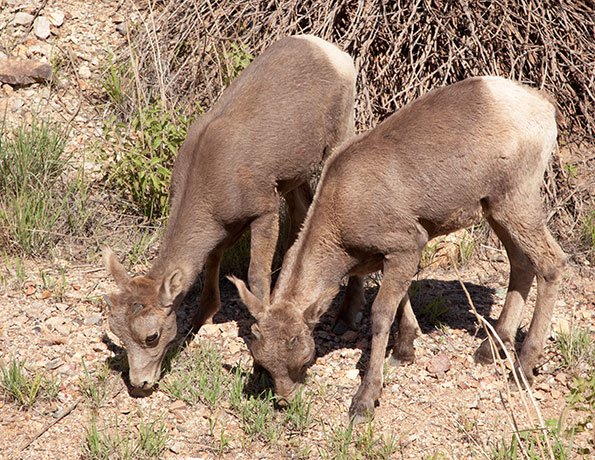 Rocky Mountain Bighorn Ovis canadensis Bighorn Sheep