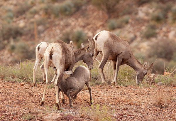 Rocky Mountain Bighorn Ovis canadensis Bighorn Sheep
