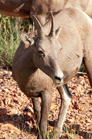 Rocky Mountain Bighorn Ovis canadensis Bighorn Sheep