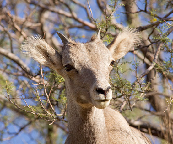 Rocky Mountain Bighorn Ovis canadensis Bighorn Sheep