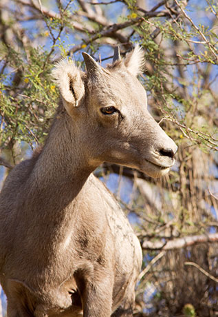 Rocky Mountain Bighorn Ovis canadensis Bighorn Sheep