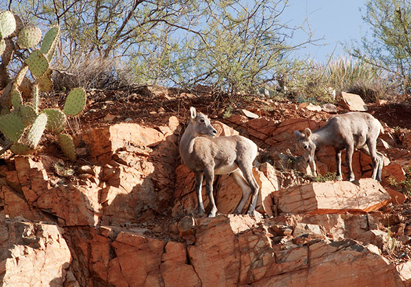 Rocky Mountain Bighorn Ovis canadensis Bighorn Sheep