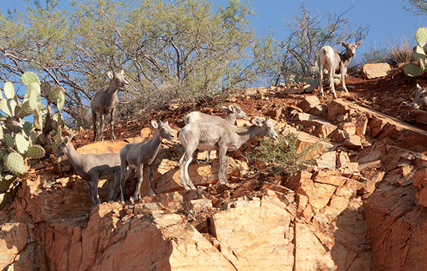 Rocky Mountain Bighorn Ovis canadensis Bighorn Sheep