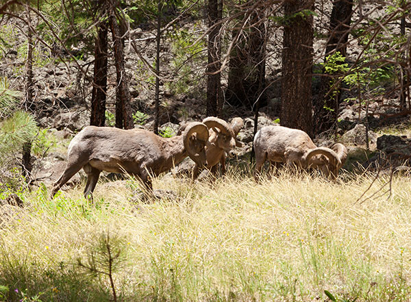 Rocky Mountain Bighorn Ovis canadensis Bighorn Sheep