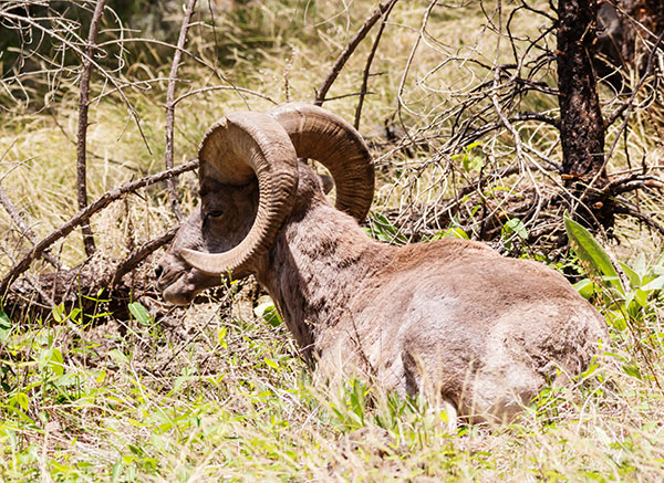 Rocky Mountain Bighorn Ovis canadensis Bighorn Sheep