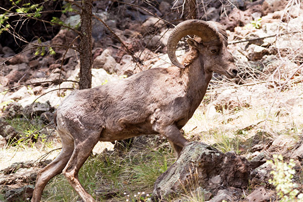 Rocky Mountain Bighorn Ovis canadensis Bighorn Sheep