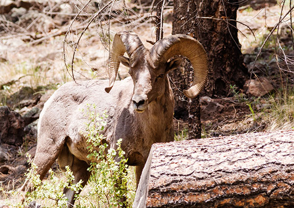 Rocky Mountain Bighorn Ovis canadensis Bighorn Sheep
