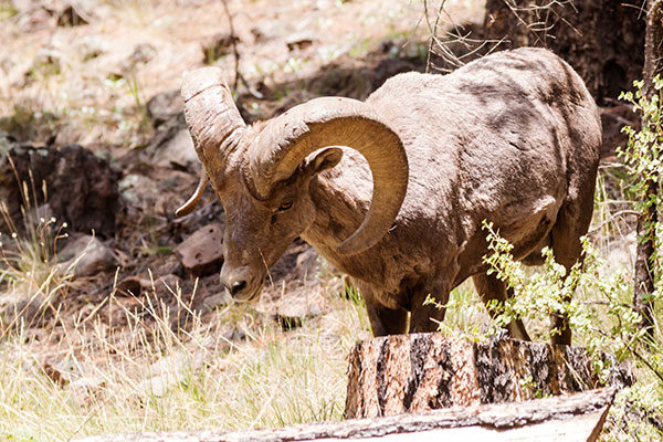 Rocky Mountain Bighorn Ovis canadensis Bighorn Sheep