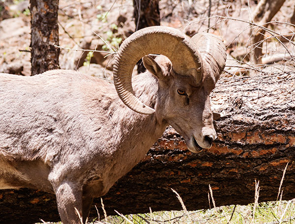 Rocky Mountain Bighorn Ovis canadensis Bighorn Sheep