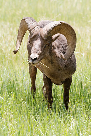 Rocky Mountain Bighorn Ovis canadensis Bighorn Sheep