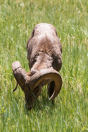 Rocky Mountain Bighorn Ovis canadensis Bighorn Sheep