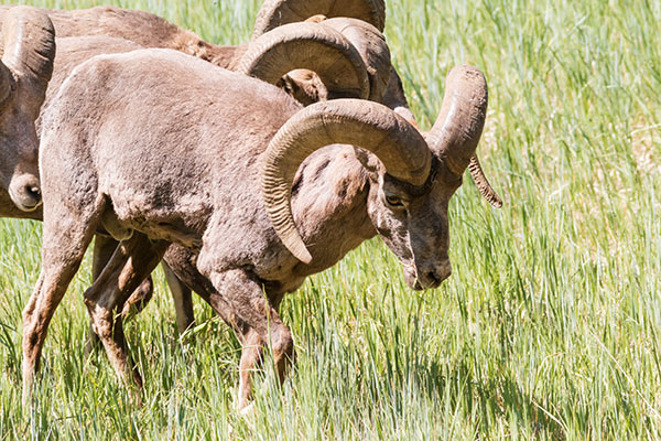 Rocky Mountain Bighorn Ovis canadensis Bighorn Sheep