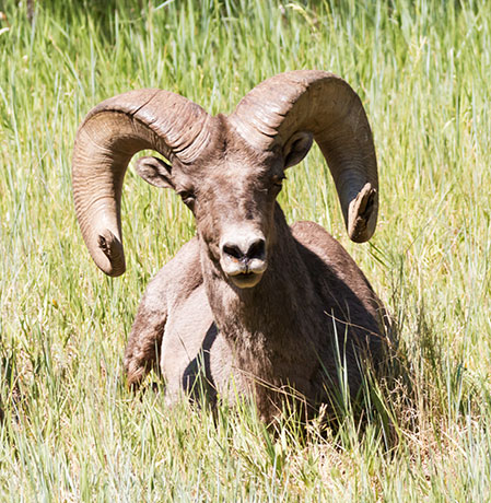 Rocky Mountain Bighorn Ovis canadensis Bighorn Sheep