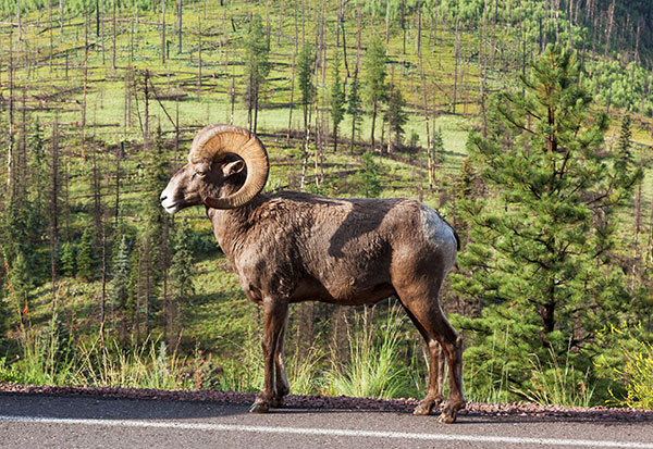 Rocky Mountain Bighorn Ovis canadensis Bighorn Sheep