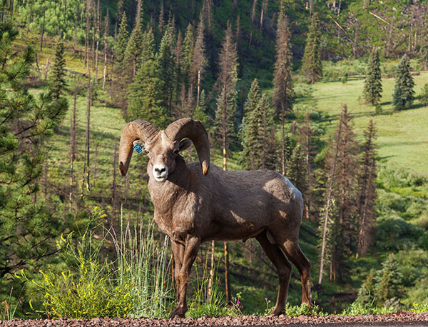 Rocky Mountain Bighorn Ovis canadensis Bighorn Sheep