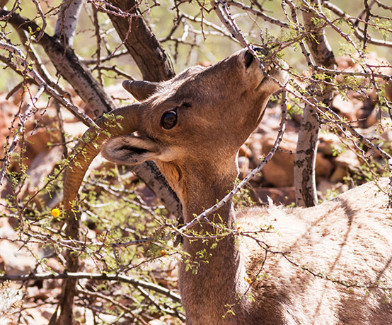 Rocky Mountain Bighorn Ovis canadensis Bighorn Sheep