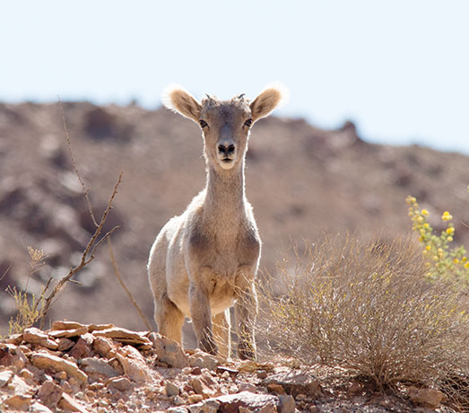 Rocky Mountain Bighorn Ovis canadensis Bighorn Sheep
