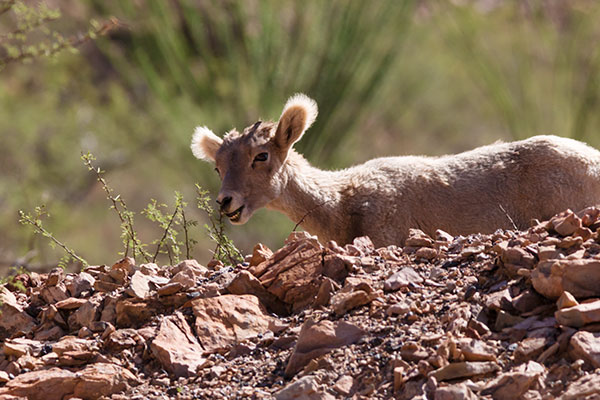 Rocky Mountain Bighorn Ovis canadensis Bighorn Sheep