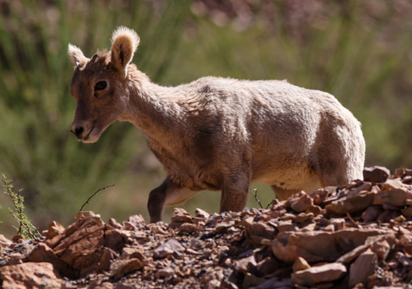 Rocky Mountain Bighorn Ovis canadensis Bighorn Sheep