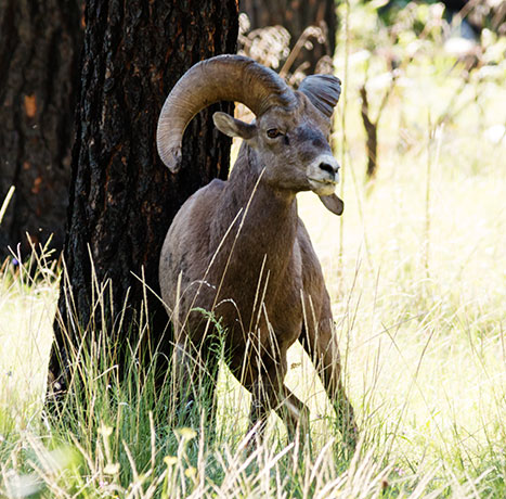 Rocky Mountain Bighorn Ovis canadensis Bighorn Sheep