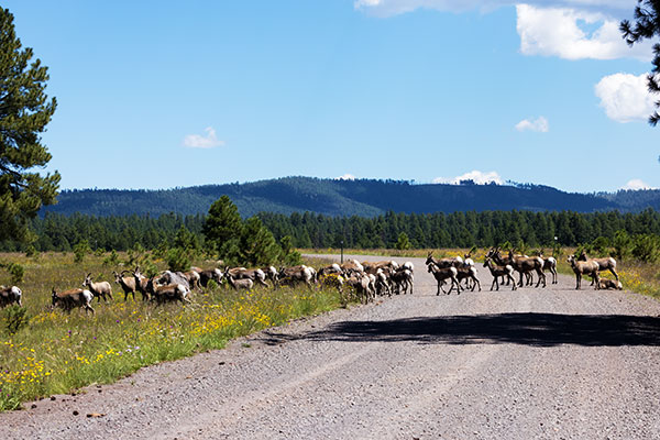 Rocky Mountain Bighorn Ovis canadensis Bighorn Sheep