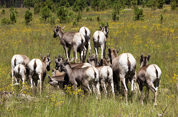 Rocky Mountain Bighorn Ovis canadensis Bighorn Sheep