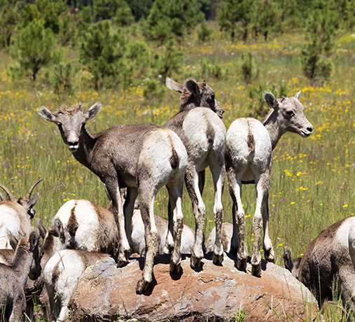 Rocky Mountain Bighorn Ovis canadensis Bighorn Sheep