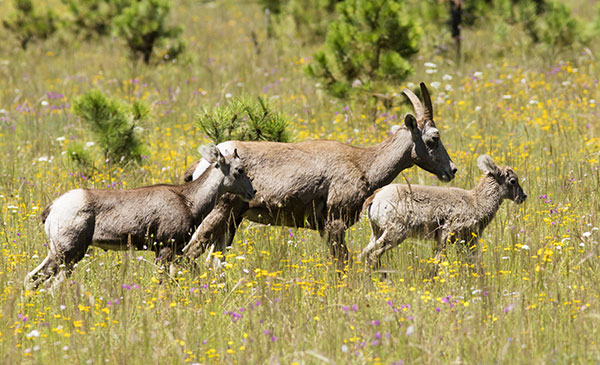 Rocky Mountain Bighorn Ovis canadensis Bighorn Sheep