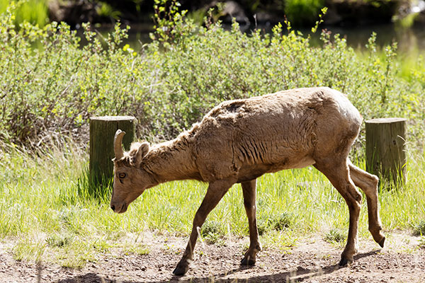 Rocky Mountain Bighorn Ovis canadensis Bighorn Sheep