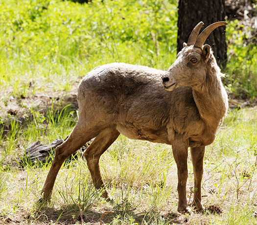 Rocky Mountain Bighorn Ovis canadensis Bighorn Sheep