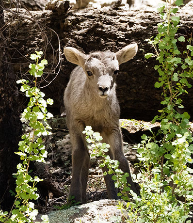 Rocky Mountain Bighorn Ovis canadensis Bighorn Sheep