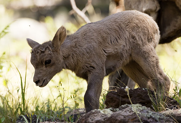 Rocky Mountain Bighorn Ovis canadensis Bighorn Sheep