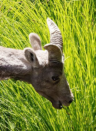 Rocky Mountain Bighorn Ovis canadensis Bighorn Sheep