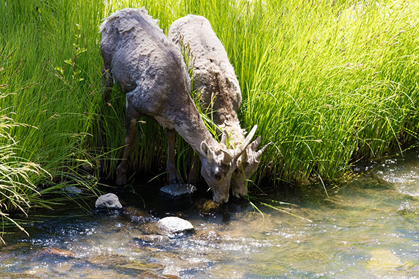 Rocky Mountain Bighorn Ovis canadensis Bighorn Sheep
