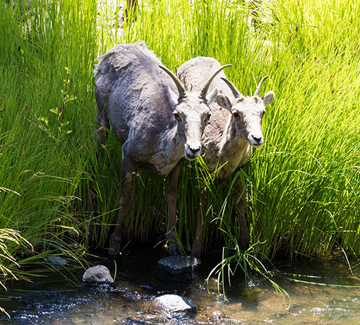 Rocky Mountain Bighorn Ovis canadensis Bighorn Sheep