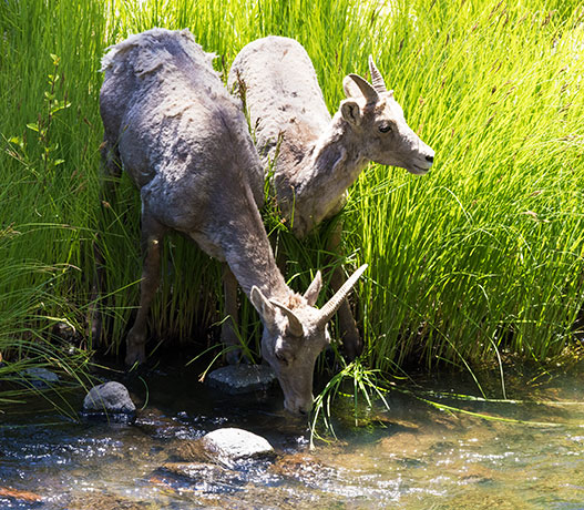 Rocky Mountain Bighorn Ovis canadensis Bighorn Sheep