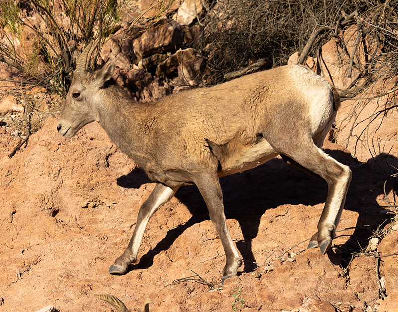 Rocky Mountain Bighorn Ovis canadensis Bighorn Sheep