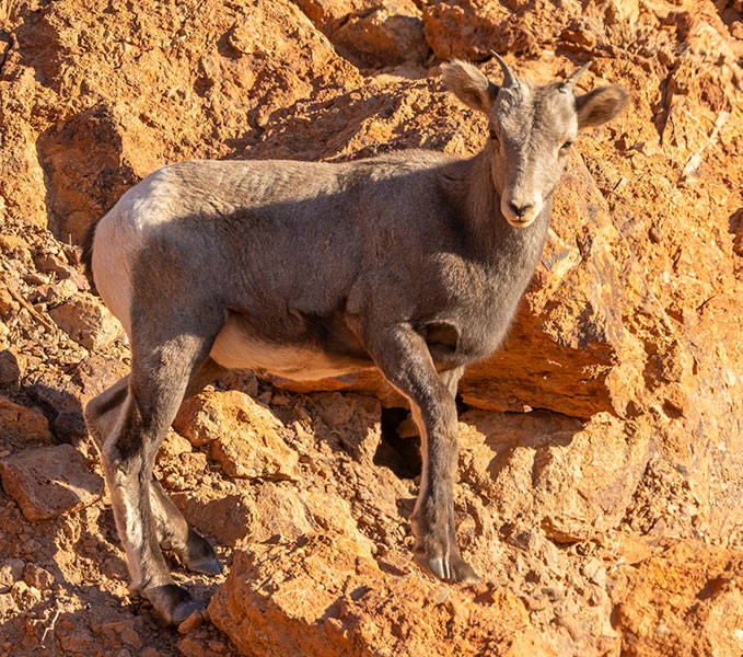 Rocky Mountain Bighorn Ovis canadensis Bighorn Sheep